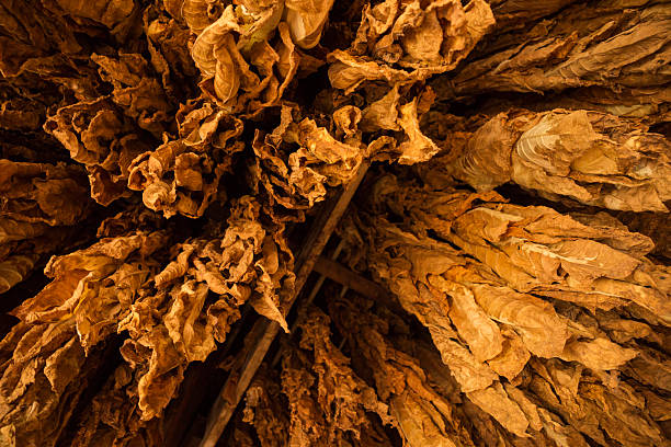 Tobacco Processing Facility